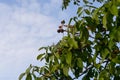 Little walnuts on the walnut tree in Romania Green unripe walnuts hang on a branch. Royalty Free Stock Photo