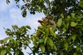 Little walnuts on the walnut tree in Romania Green unripe walnuts hang on a branch. Royalty Free Stock Photo