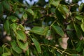 Little walnuts on the walnut tree in Romania Green unripe walnuts hang on a branch. Royalty Free Stock Photo