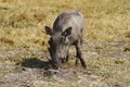 Little Wart Hog Royalty Free Stock Photo