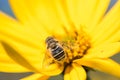 Little wasp collects nectar from flower Jerusalem artichoke in t Royalty Free Stock Photo