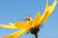 Little wasp collects nectar from flower Jerusalem artichoke in t Royalty Free Stock Photo