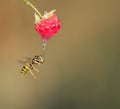 Little wasp flew to ripe red raspberry berry and drinks her jui