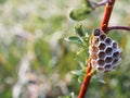 Little wasp hive on a branch on a green background