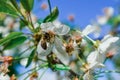 Little wasp pollinates a white flower. Royalty Free Stock Photo