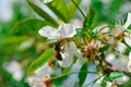 Little wasp pollinates a white flower. Royalty Free Stock Photo