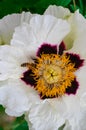 Little wasp pollinates a white flower. Royalty Free Stock Photo