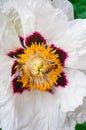 Little wasp pollinates a white flower. Royalty Free Stock Photo