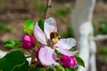 Little wasp pollinates a white-pink flower. Royalty Free Stock Photo