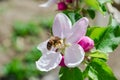 Little wasp pollinates a white-pink flower. Royalty Free Stock Photo