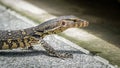 Little water monitor crawling by slowly