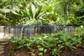 Little Waterful artificial in Singapore's Botanical garden Royalty Free Stock Photo