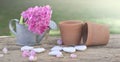 little watering can and flower pots in garden decorate with heart shape and pink flowers Royalty Free Stock Photo