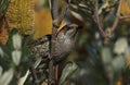 Little Wattlebird in banksia bush