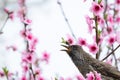 Little Wattlebird Royalty Free Stock Photo