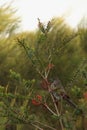 Little Wattlebird