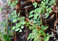 Little weed plant grow in forest Royalty Free Stock Photo