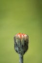 Little weeding red flower in blurred green background in springtime isolated