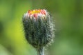 Little weeding red flower in blurred green background in springtime isolated