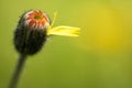 Little weeding red flower in blurred green background in springtime isolated