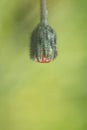 Little weeding red flower in blurred green background in springtime isolated