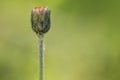 Little weeding red flower in blurred green background in springtime isolated