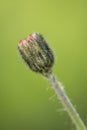 Little weeding red flower in blurred green background in springtime isolated