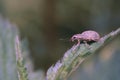 A little Weevil on a Firenettle Leaf looking like a Seal Pup Royalty Free Stock Photo