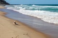 Little Westie dog rests on the sand near the water line as whitecaps roll toward the shore with unrecognizable swimmers far in t