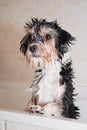 Little wet boomer dog in the bathtub