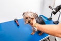 Little wet cute and beautiful purebred Yorkshire Terrier dog enjoying in grooming and cleaning after bathing in the pet spa