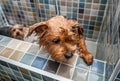 Little wet cute and beautiful purebred Yorkshire Terrier dog trying to escape from the bathtub because he don`t want to bath selec Royalty Free Stock Photo