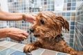 Little wet cute and beautiful purebred Yorkshire Terrier dog trying to escape from the bathtub because he don`t want to bathing se Royalty Free Stock Photo