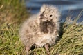 Little wet fluffy gull chick is sitting on the grass