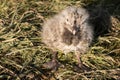 Little wet fluffy gull chick is sitting on the grass