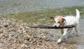 LITTLE JACK RUSSELL DOG CARRYIG A BIG STICK AT RIVER SHORE Royalty Free Stock Photo