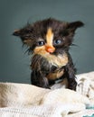 Little wet kitten after bathing on blue background Royalty Free Stock Photo