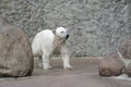 Little wet polar bear Royalty Free Stock Photo