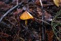 Little wet yellow and orange mushroom Royalty Free Stock Photo