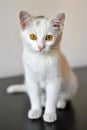 Little Whaite Kitten Sitting on a Black Floor against Wall Looking at Camera.