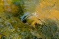 little whirpool in a creek