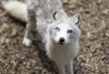 Little White Arctic Fox