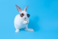 Little white baby rabbit with cute fur and black sunglasses. Standing on two feet because of naughtiness on a blue background Royalty Free Stock Photo