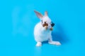 Little white baby rabbit with cute fur and black sunglasses. Standing on two feet because of naughtiness on a blue background Royalty Free Stock Photo