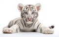 Little white bengal tiger lying exhausted looking cute isolated on a white background