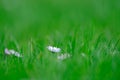 Little white and a bit pink Daisies or Bellis perennis flowers in green grass on a sunny spring meadow, macro of daisies, Royalty Free Stock Photo