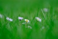 Little white and a bit pink Daisies or Bellis perennis flowers in green grass on a sunny spring meadow, macro of daisies, Royalty Free Stock Photo