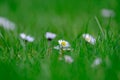 Little white and a bit pink Daisies or Bellis perennis flowers in green grass on a sunny spring meadow, macro of daisies, Royalty Free Stock Photo