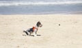 Little white and black dog playing with a ball on the beach Royalty Free Stock Photo