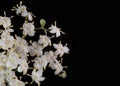 White Elderflower sambucus nigra - white flowers